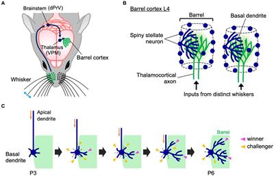 Activity-dependent dendrite patterning in the postnatal barrel cortex